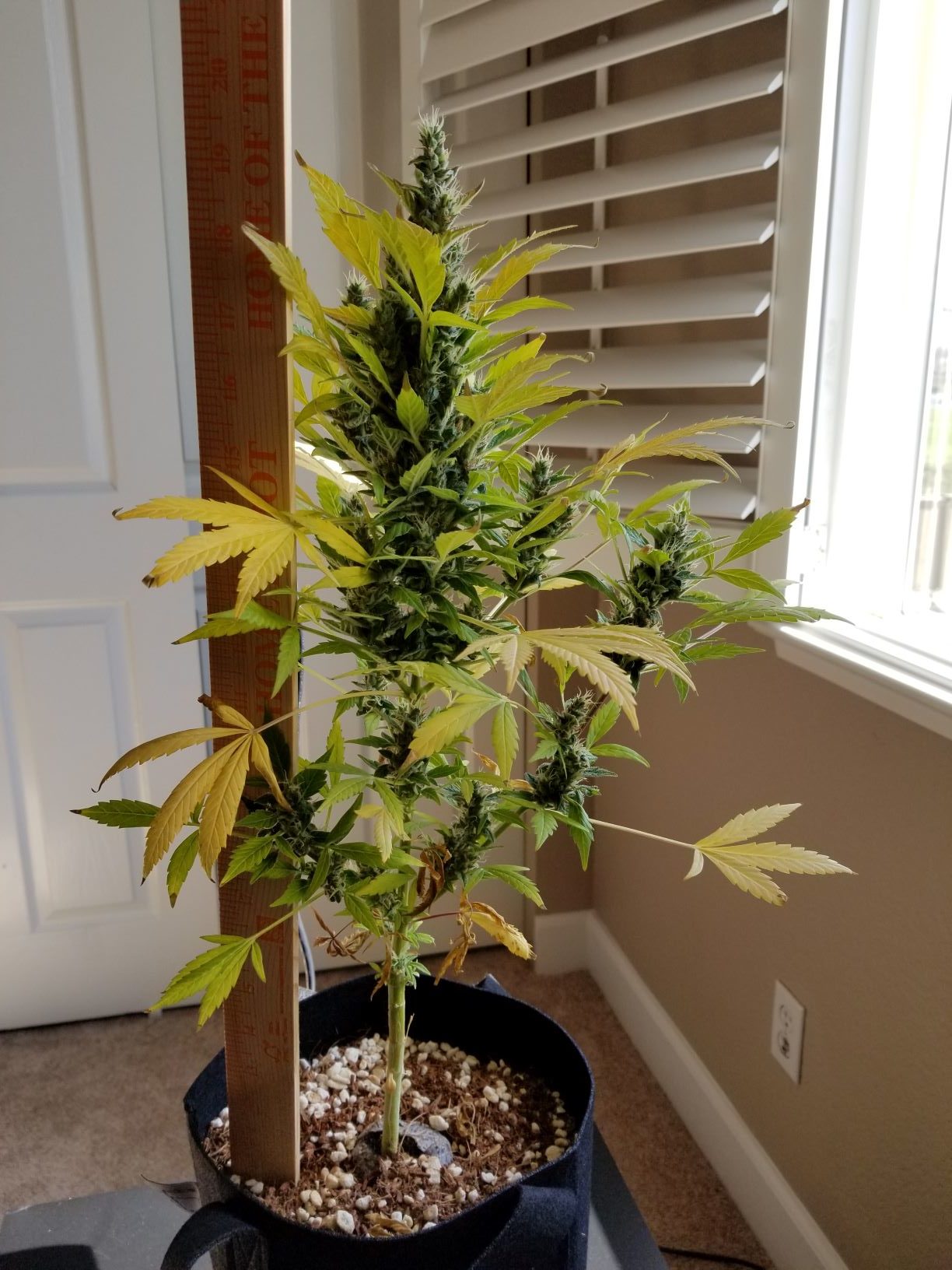 Indoor Cannabis Plant At Harvest Retirement Confidential